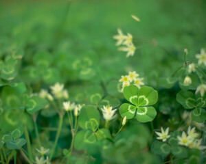 Unique find of a rare lucky four leaf clover in a field of clovers. For St Patrick's Day or symbolizing luck, fortune, and prosperity.
