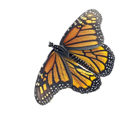 isolated orange monarch butterfly in flight, macro, png, transparent background, spring, summer, vertical, horizontal, close up, top view, side view, Generative AI