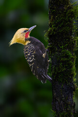 Male Blond-crested Woodpecker on mossy tree trunk against green background