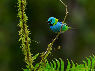 Green-headed Tanager portrait on mossy stick against dark green background