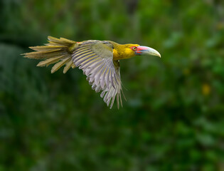 Saffron Toucanet in flight against green background