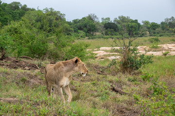Lone Lioness Walking above the Sand River, Sabi Sands