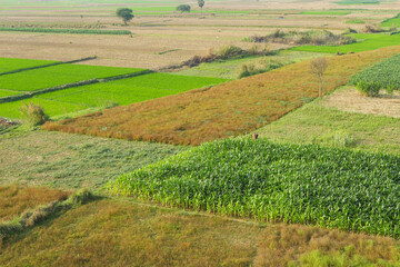 Top view of the green fields.