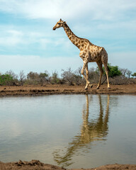 Lone Giraffe walking along a Waterhole in Botswana, Africa