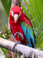 Obraz premium Macaw, Psittacidae, tropical regions, parrot portrait, red macaw, colored macaw, also known as 'arara vermelha', Brazilian bird, exotic bird, Typical Brazilian bird.