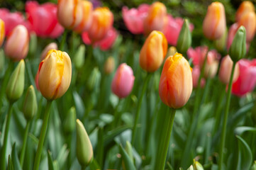 spring flowers in nature