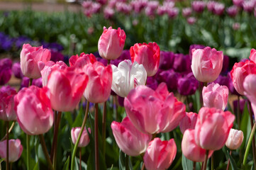 spring flowers in nature