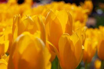 spring flowers in nature