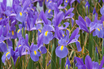 spring flowers in nature