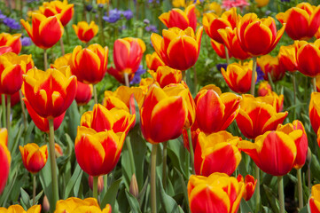 spring flowers in nature