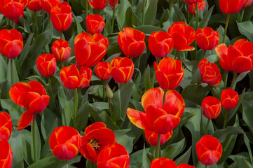 spring flowers in nature