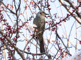 ヒヨドリと梅の花