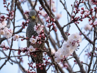 ヒヨドリと梅の花