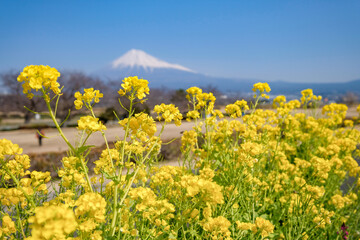 Fototapeta premium 静岡県富士市雁公園からの富士山