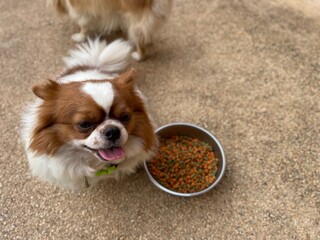 Cute of dog eating dried food