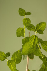Naklejka na ściany i meble Lemon balm (Melissa officinalis) plants. Selective focus.