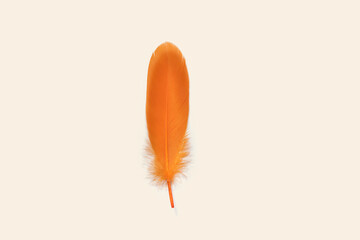 exotic soft orange bird feather