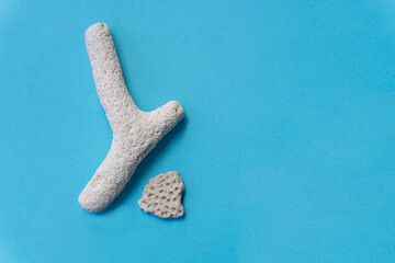 Marine concept with corals on blue background