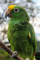 ave verde loro bonito tropical