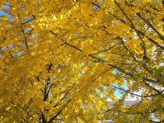 풍경 sight 꽃 단풍 경치 