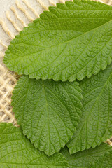 Focus on leaves of lemon balm (Melissa officinalis) top view.