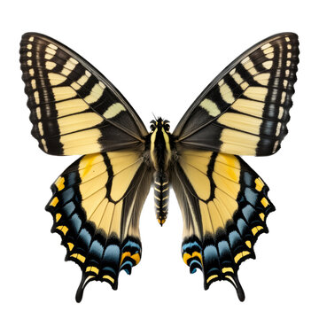 an isolated yellow eastern swallowtail butterfly, macro, png, transparent background, spring, summer, vertical, horizontal, close up, top view, side view, Generative AI
