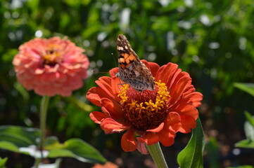 Butterfly on a spring day.