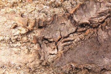 Closeup view of tree bark as background
