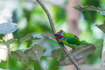 A large emerald-green barbet with a heavy dark bill known as the Red-throated Barbet (Megalaima mystacophanos)
