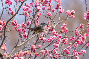 梅の蜜を吸うヒヨドリ
