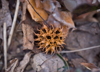 autumn leaves on a tree