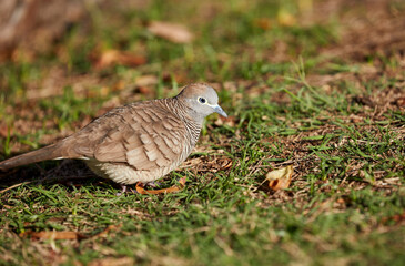 A Ground Dove picking seed from the grass