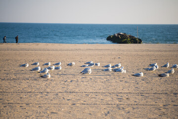 seagulls on the beach