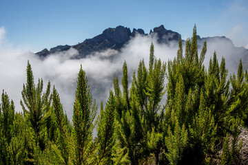Madeira nature with cloudy fog and green tropical plants on the hill slopes.