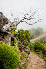 Tourist path through the green mountain plants and cloudy fog, the road to the peak of Madeira island, Portugal