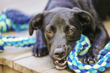 Close up image of sleek black kelpie x labrador breed dog chewing on blue rope toy outdoors