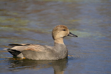 Gadwall duck male on the water