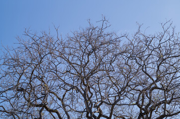 Winter Scene to Brown Tree Branched Under Turquoise Blue Sky.