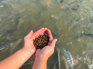 Feed the fish, close up brown pellets feeds for fish in hand, feed fish from feeding food on water surface ponds on water surface ponds, fish farm