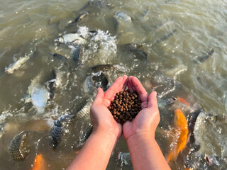 Feed the fish, close up brown pellets feeds for fish in hand, feed fish from feeding food on water surface ponds on water surface ponds, fish farm - 579567380