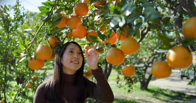 Tourist woman visit the orange garden