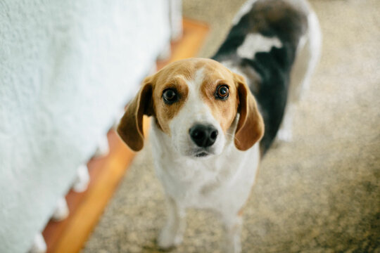 horizontal shot of standing beagle in bright living room looking up at the camera