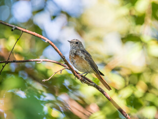 The common redstart, Phoenicurus phoenicurus, young bird, is photographed in close-up sitting on a branch against a blurred background.