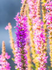 Summer Flowering Purple Loosestrife, Lythrum tomentosum on a green blured background.