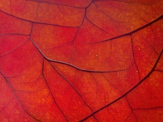 Fototapeta premium Close up of a red autumn tree leaf, Generative AI