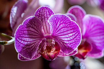 Fototapeta na wymiar Pink orchid close-up