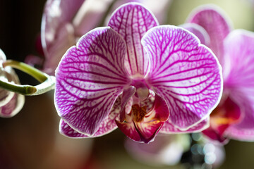 Fototapeta na wymiar Pink orchid close-up
