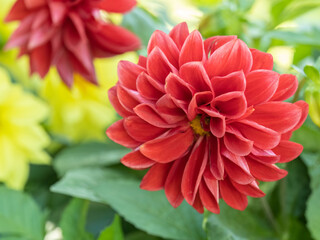 A wonderful red dahlia flower is blooming in the garden.
