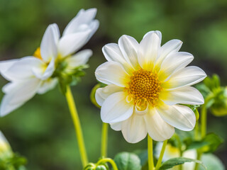 White flowers dahlia pinnata collar mignon blooming in the garden.