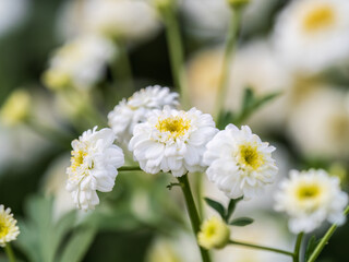Colourful Feverfew Flowers, Tanacetum parthenium. Beautiful white and yellow